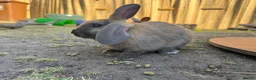 Mixed Breed rabbits for sale: Rabbits for sale - Advert 13