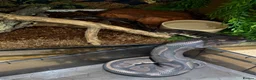 Python Snake reptiles for sale: Royal ball python and set up.  in Hemel Hempstead - Advert 7