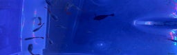 Platies fish for sale: Platies mollies guppies - Advert 4