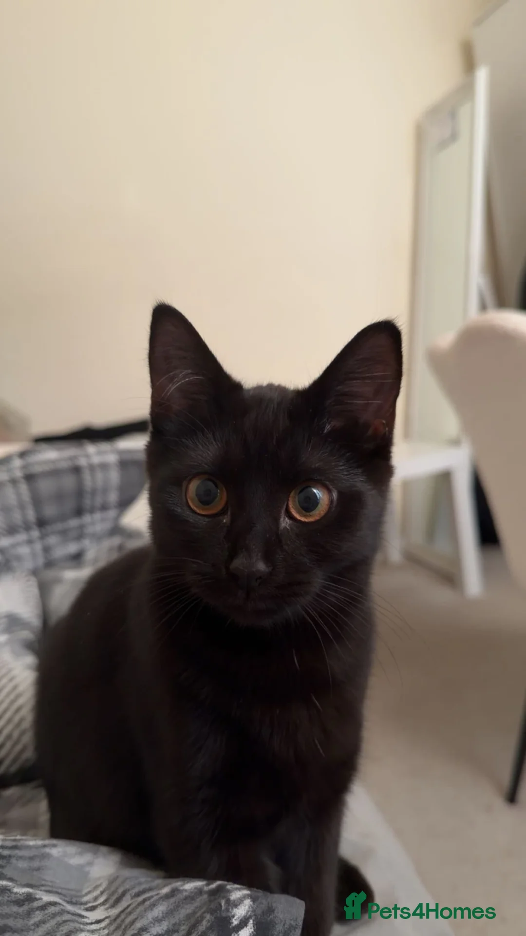 British Shorthair cats for sale: Little black cat - Advert 1