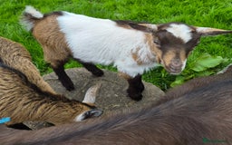 Goats livestock for sale: Disbudded twin pygmy goats, nanny & wether  - Image 3