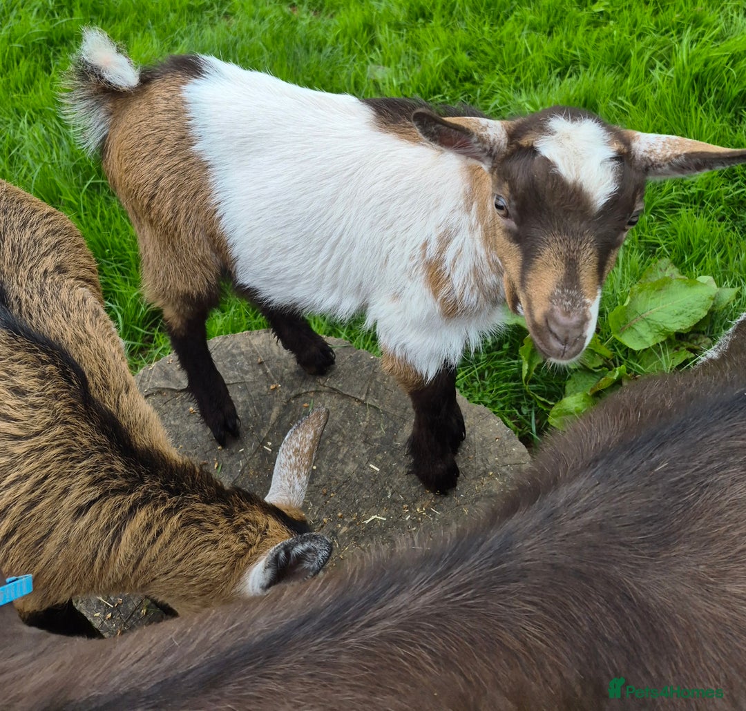 Goats livestock for sale: Disbudded twin pygmy goats, nanny & wether  - Image 3