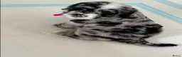 Sheepadoodle dogs for stud: Sheepadoodle hybrid stud  - Advert 14