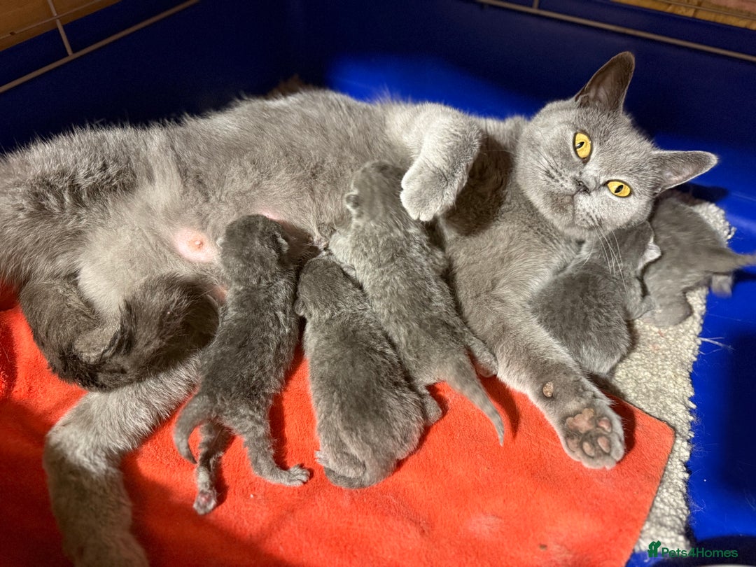 British Shorthair cats for sale: CHAMPION BLOODLINE - Image 8