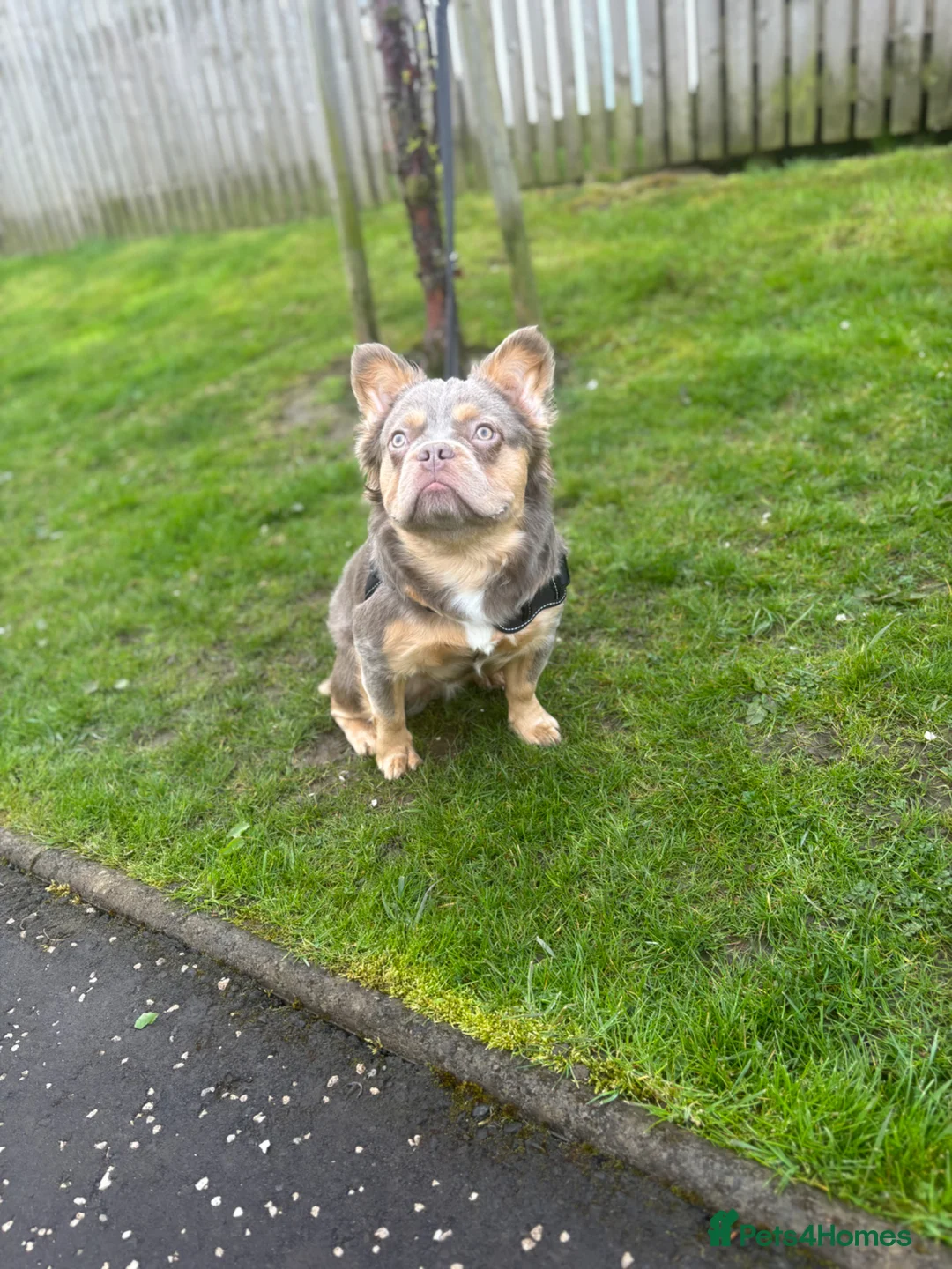 French Bulldog dogs for stud: EL Jefe  - Advert 1