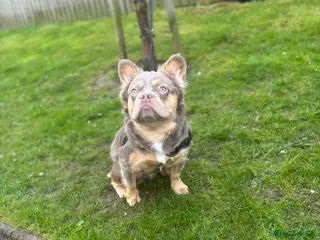 French Bulldog dogs EL Jefe - Advert 2