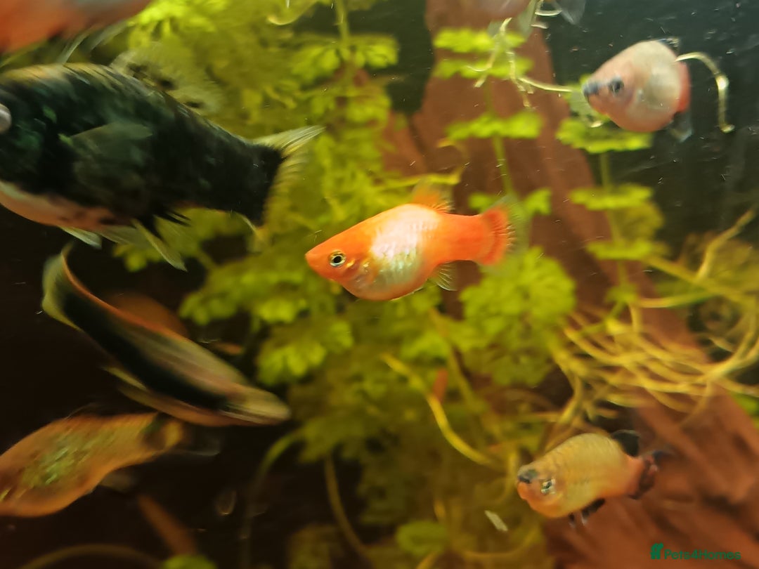 Plecos fish for sale: Yellow plecos, guppies and platys for Sale - Advert 2