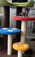 Mixed Breed cats - Advert 2