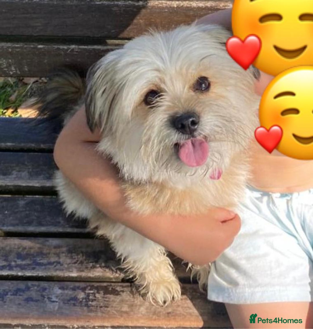 Shih Tzu dogs for sale: Shih Tzu Puppies  - Image 15