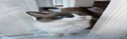 Ragdoll cats for sale: Exceptional Ragdolls Ready to Reserve  - Advert 2