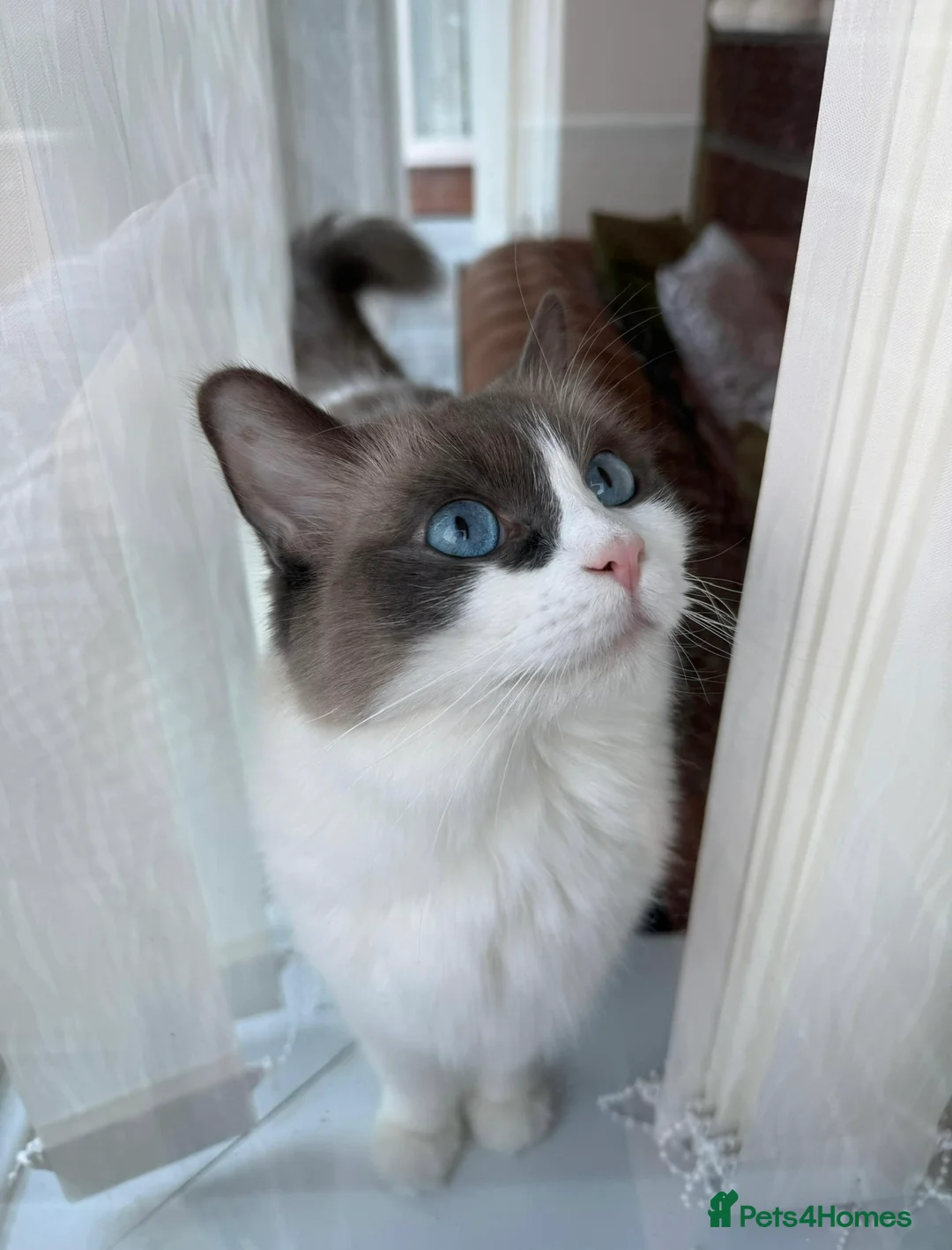 Ragdoll cats for sale: Exceptional Ragdolls Ready to Reserve  - Advert 2