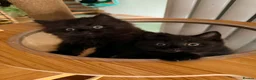 British Shorthair cats for sale: BRITISH SHORTHAIR DOLLS READY NOW! in Uxbridge - Advert 7