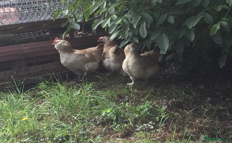 Chickens poultry - Advert 2