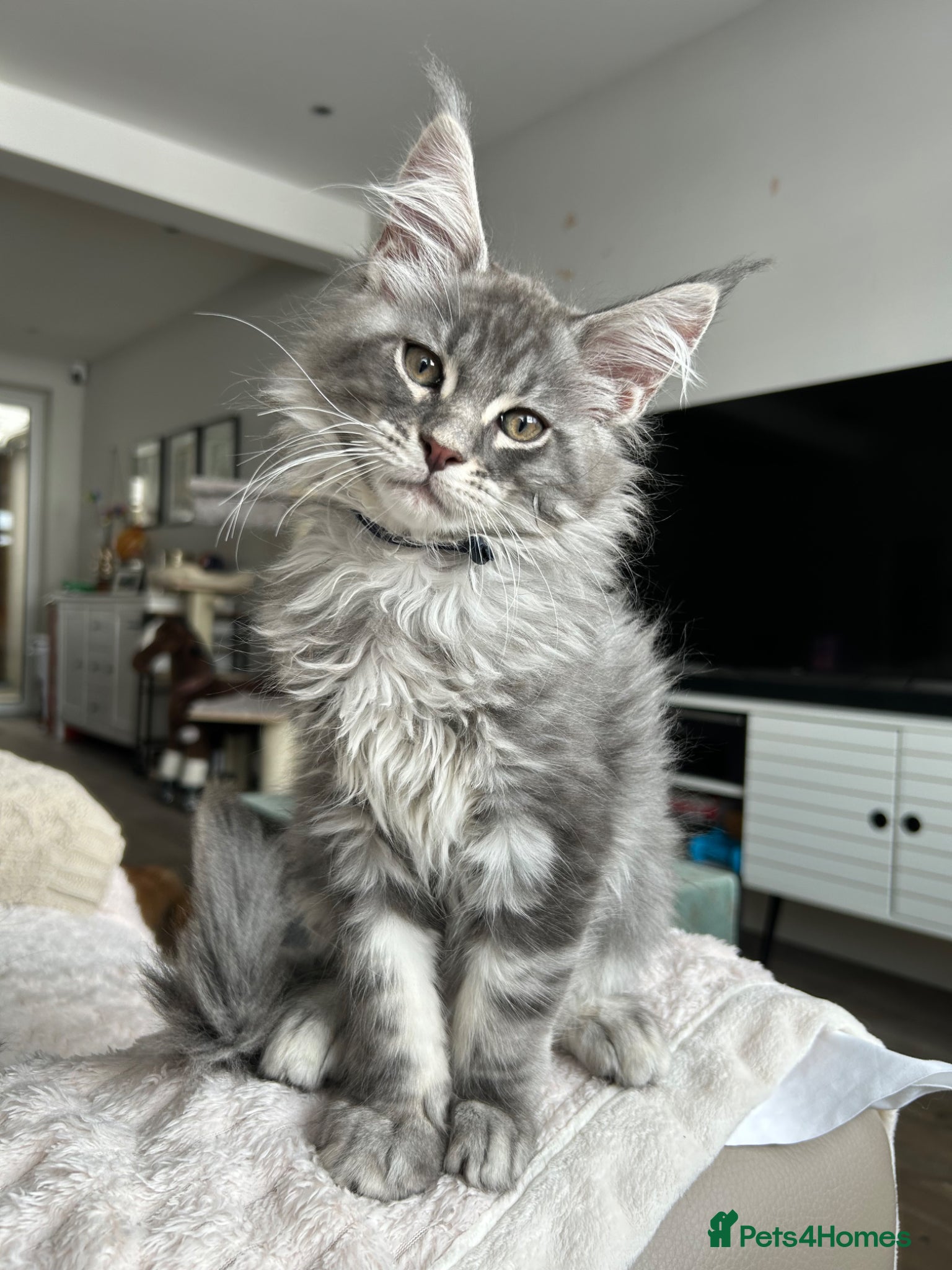 Maine Coon cats TICA Registered XXL Russian Bloodline Maine Coons - Advert 1