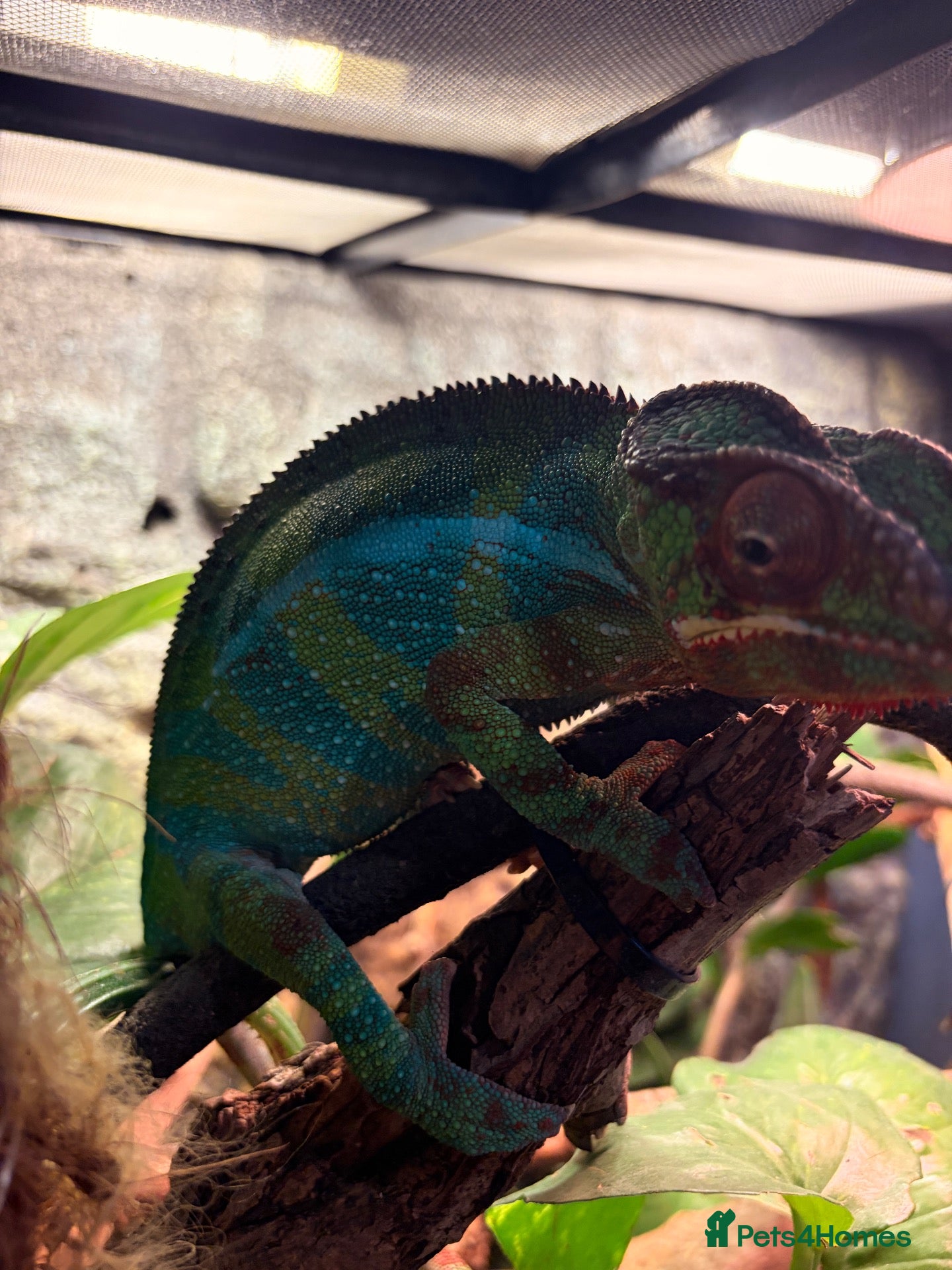 Chameleon reptiles Very friendly Panther Chameleon - Advert 1