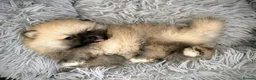 Pomeranian dogs for sale: Teddy bear Pomeranian  - Advert 11