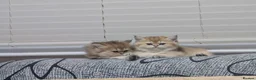 British Shorthair cats for sale: Kitten  - Advert 4