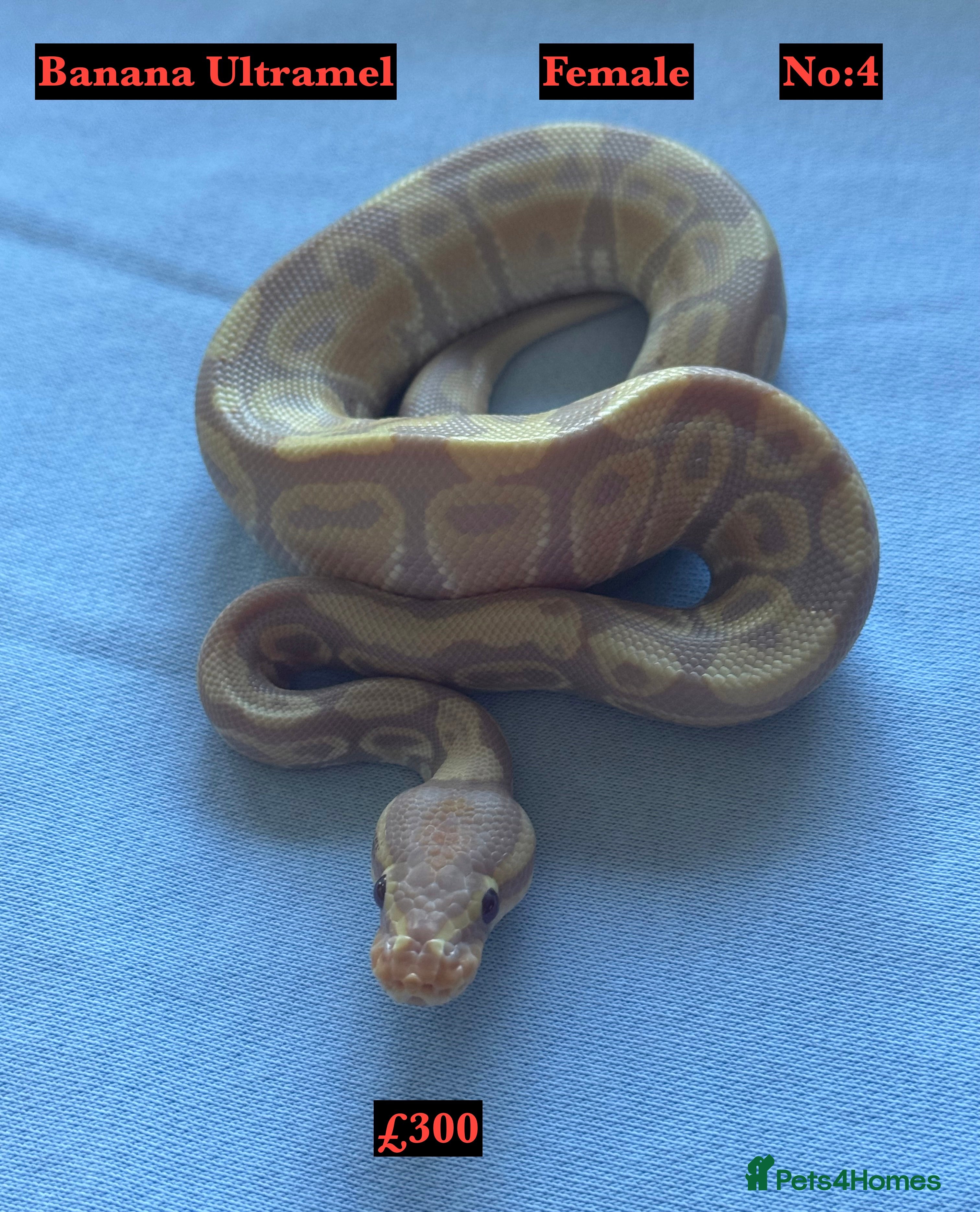 Python Snake reptiles Baby Ball Pythons - Advert 18