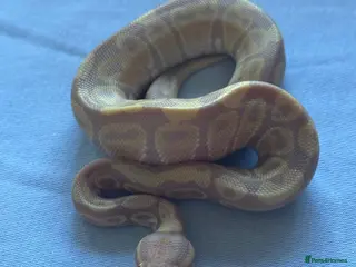 Python Snake reptiles Baby Ball Pythons - Advert 18