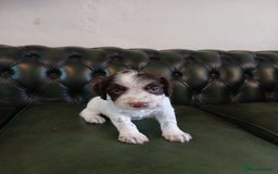 English Springer Spaniel dogs for sale: Kc Reg English Springer spaniel boys in Dorchester - Image 25