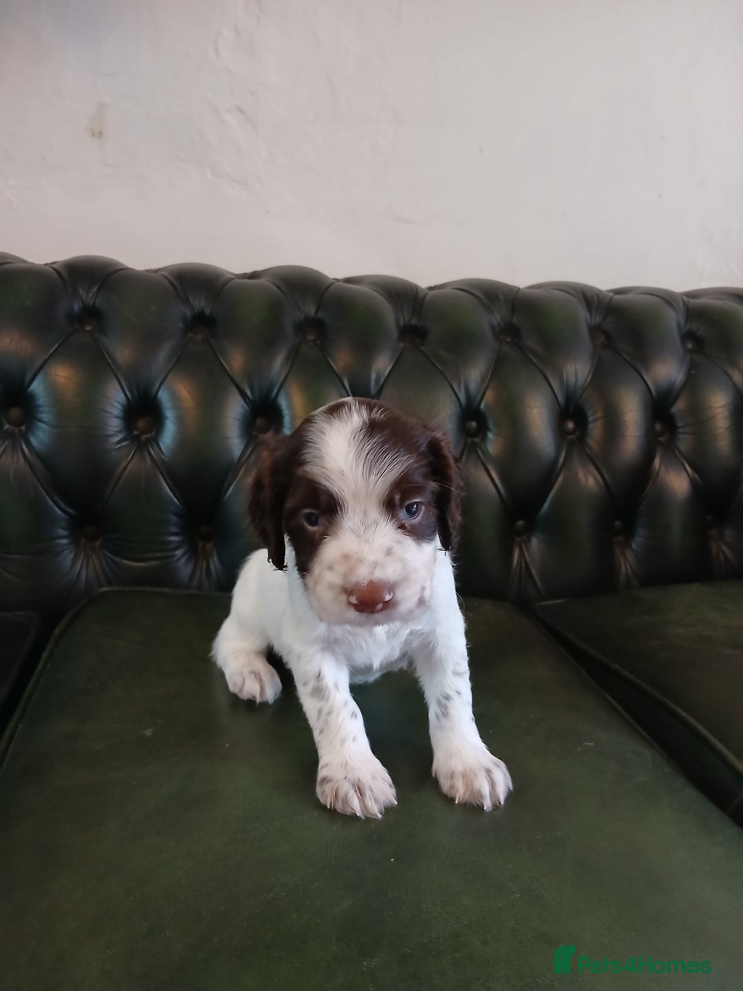 English Springer Spaniel dogs for sale: Kc Reg English Springer spaniel boys in Dorchester - Image 25