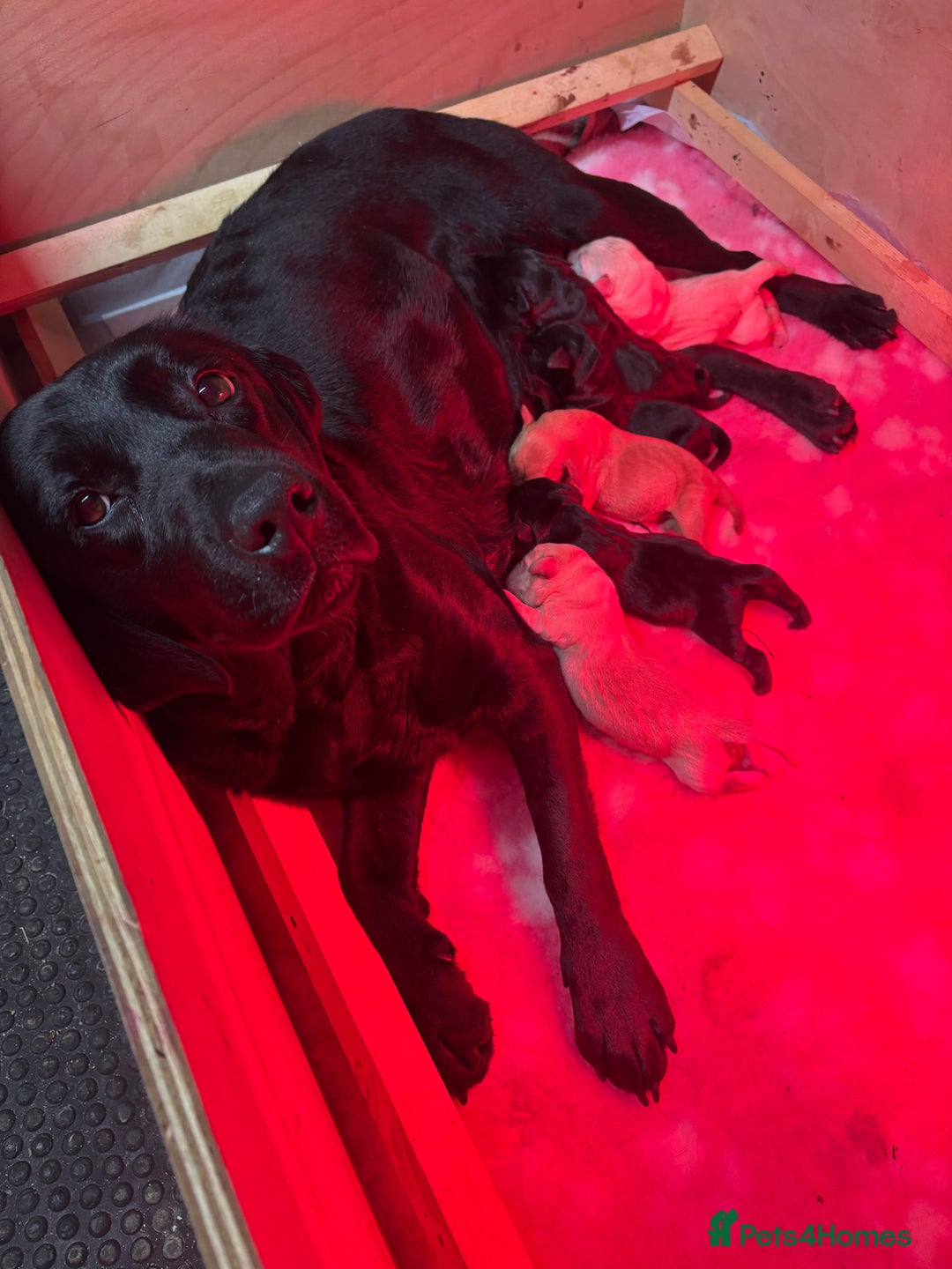 Labrador Retriever dogs for sale: Beautiful health tested Labrador puppies  - Advert 8