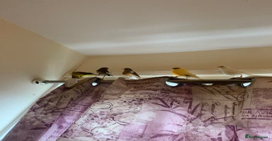 Canaries birds - Advert 5