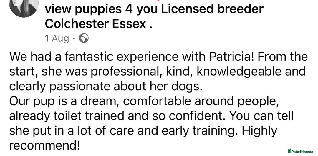Cocker Spaniel dogs for sale: 4⭐️Licensed KC Reg English Show Cocker Spaniel - Image 35