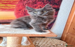 Maine Coon cats for sale: Main coons - Image 5