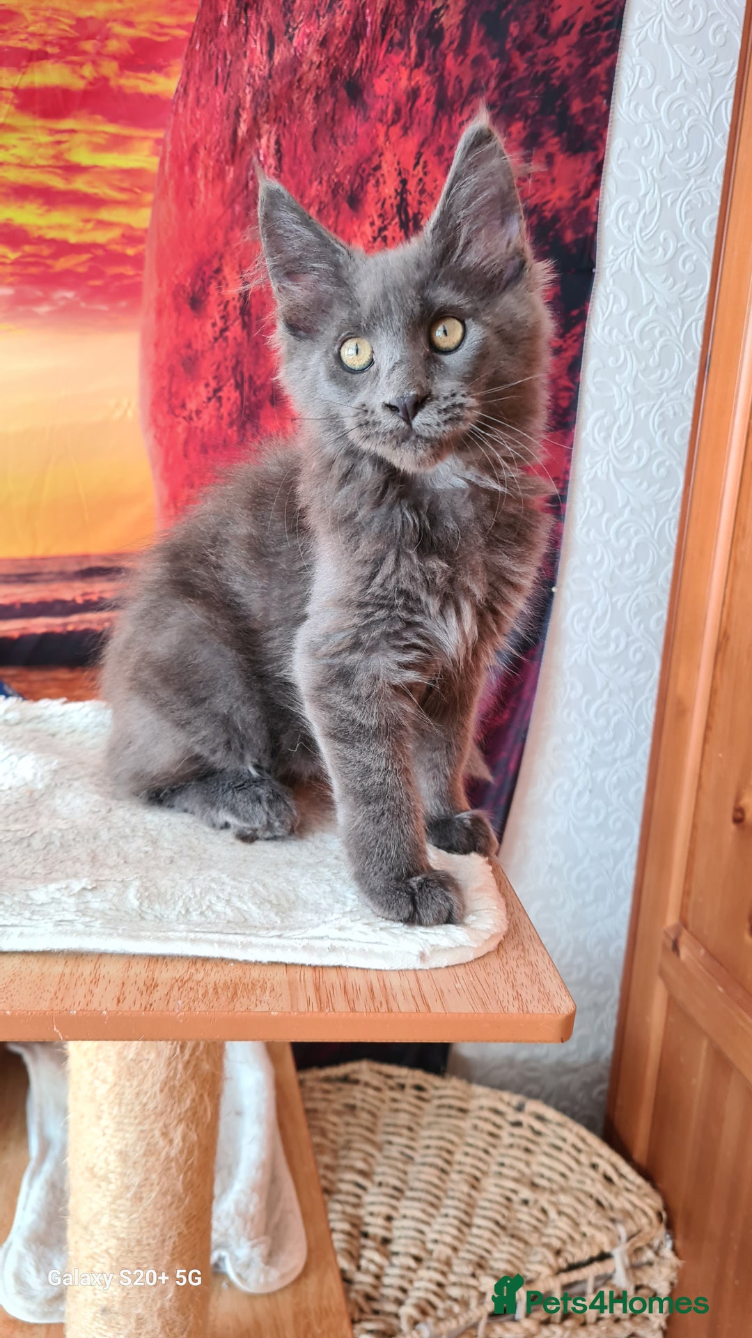 Maine Coon cats for sale: Main coons - Image 5