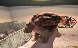 English Bulldog dogs for sale: English bulldog puppies - Image 12