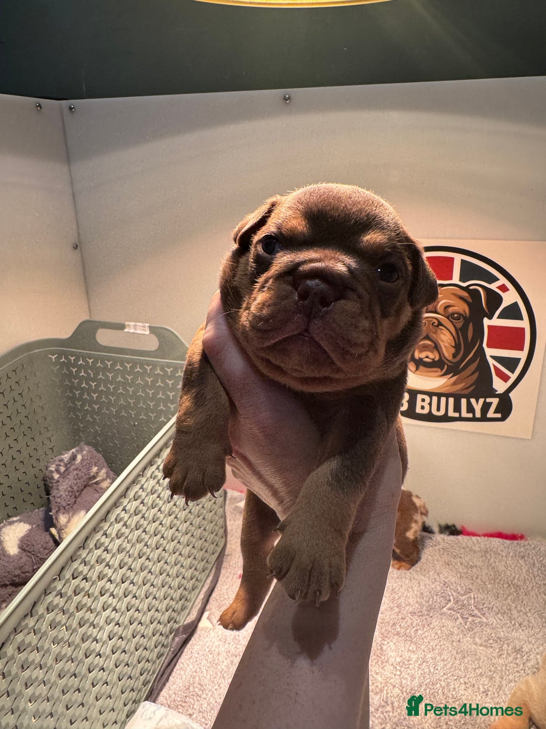 English Bulldog dogs for sale: English bulldog puppies - Image 12