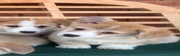 Welsh Corgi Pembroke dogs for sale: Welsh Pembroke corgis  in Lingfield - Advert 4