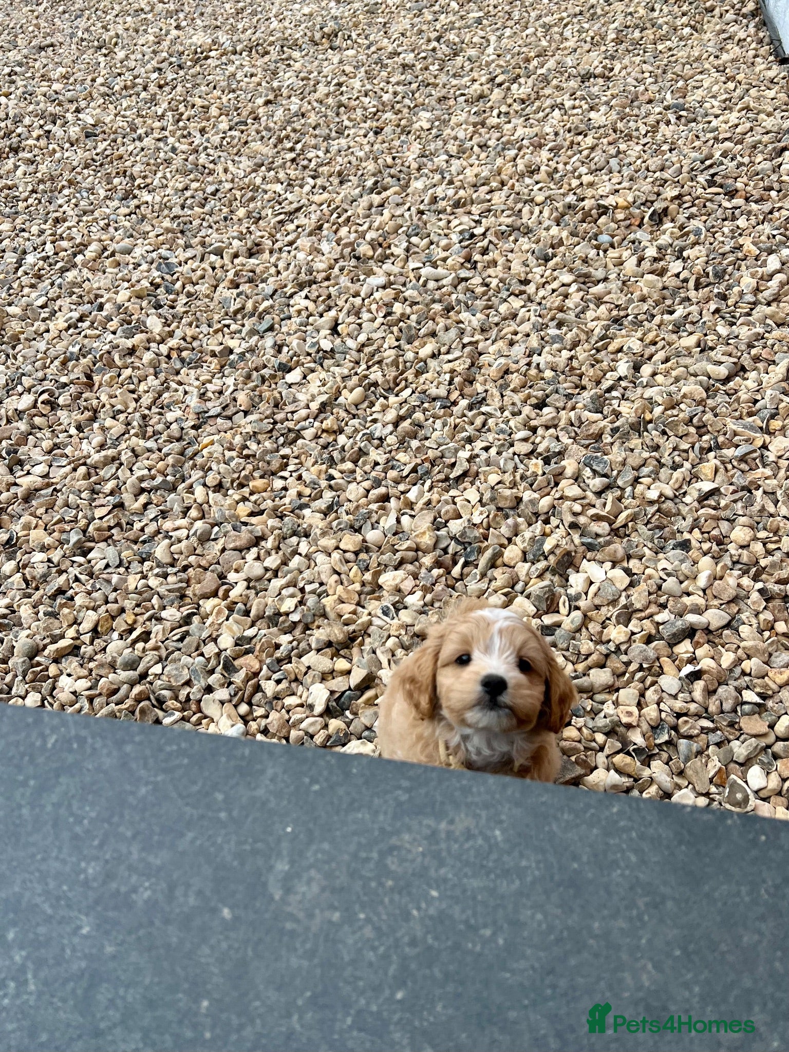 Maltipoo dogs Beautiful Malitpoo Male Puppy  - Advert 5