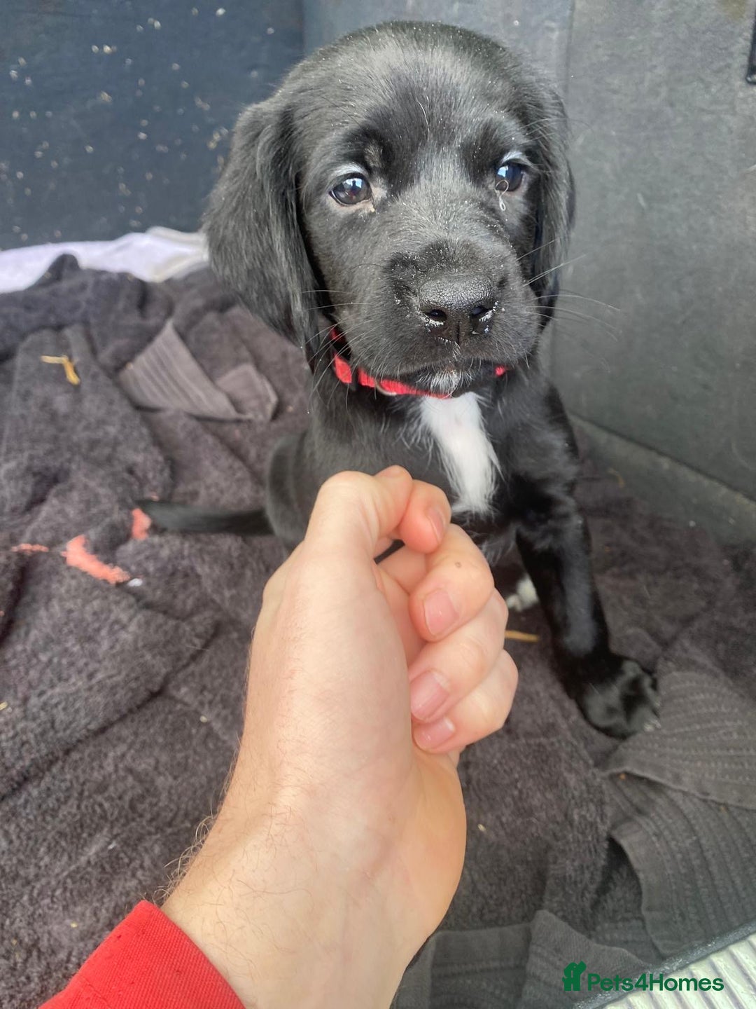 Springador dogs for sale: Springador Puppies - Advert 7