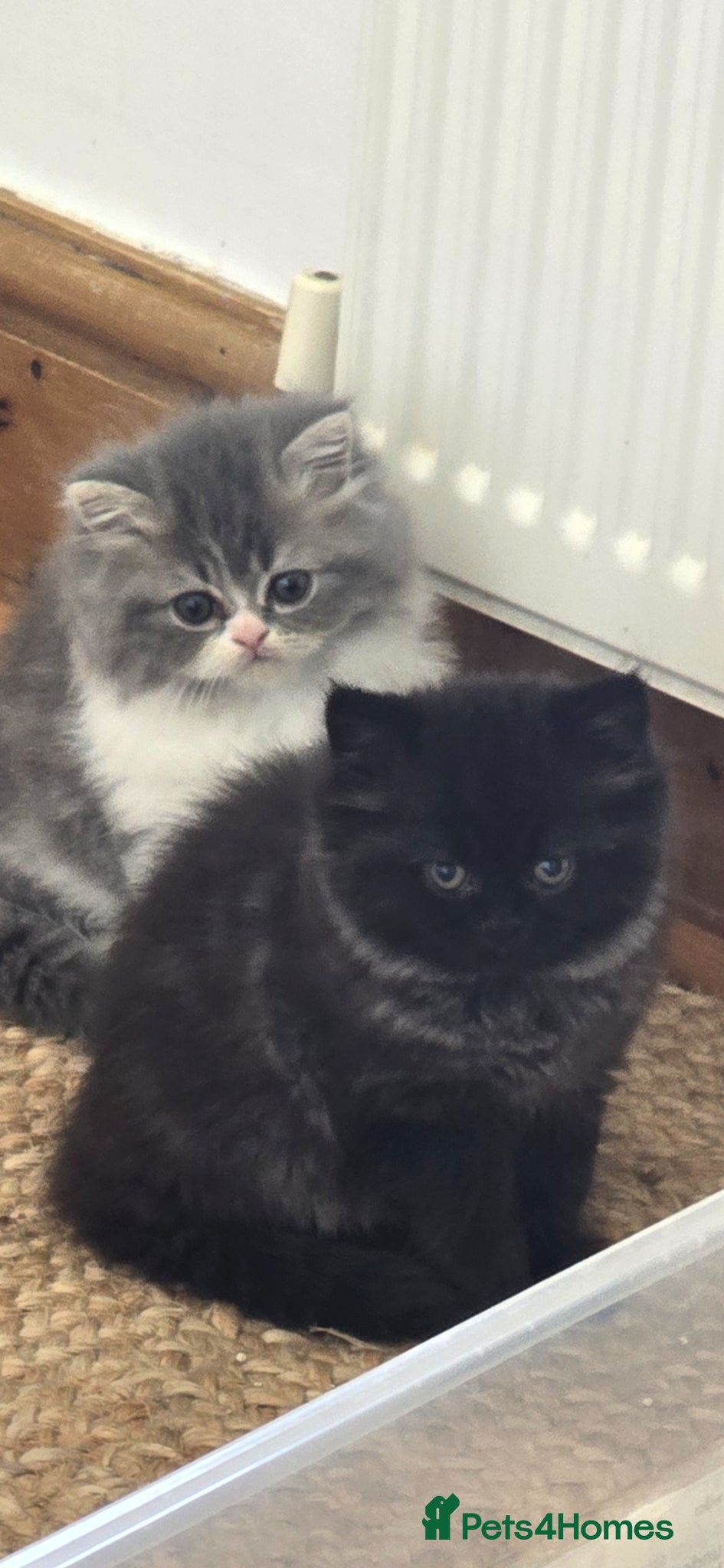 Persian cats 🐱Persian kittens 🐱🐈 - Advert 2
