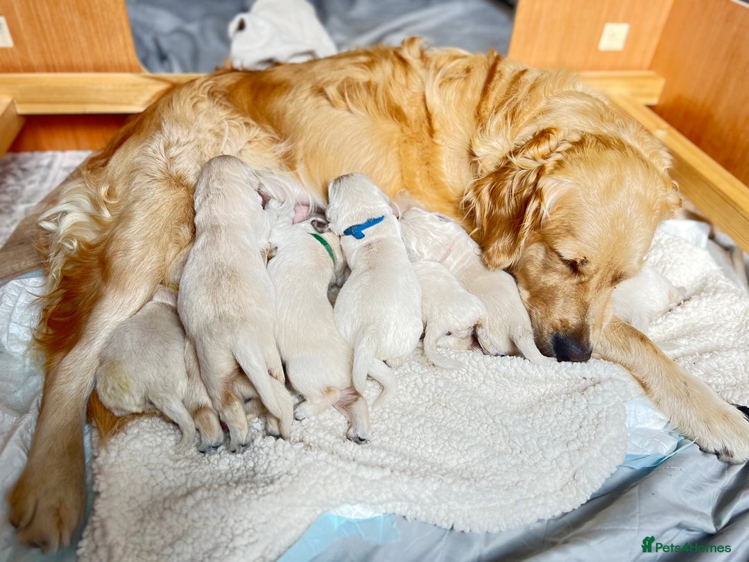Golden Retriever dogs for sale: 8 Outstanding Chunky Cream Golden Puppies  - Image 15