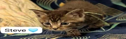 Maine Coon cats for sale: Maine Coon Cross Kittens - Advert 15