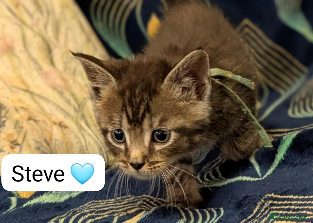 Maine Coon cats for sale: Maine Coon Cross Kittens - Advert 15