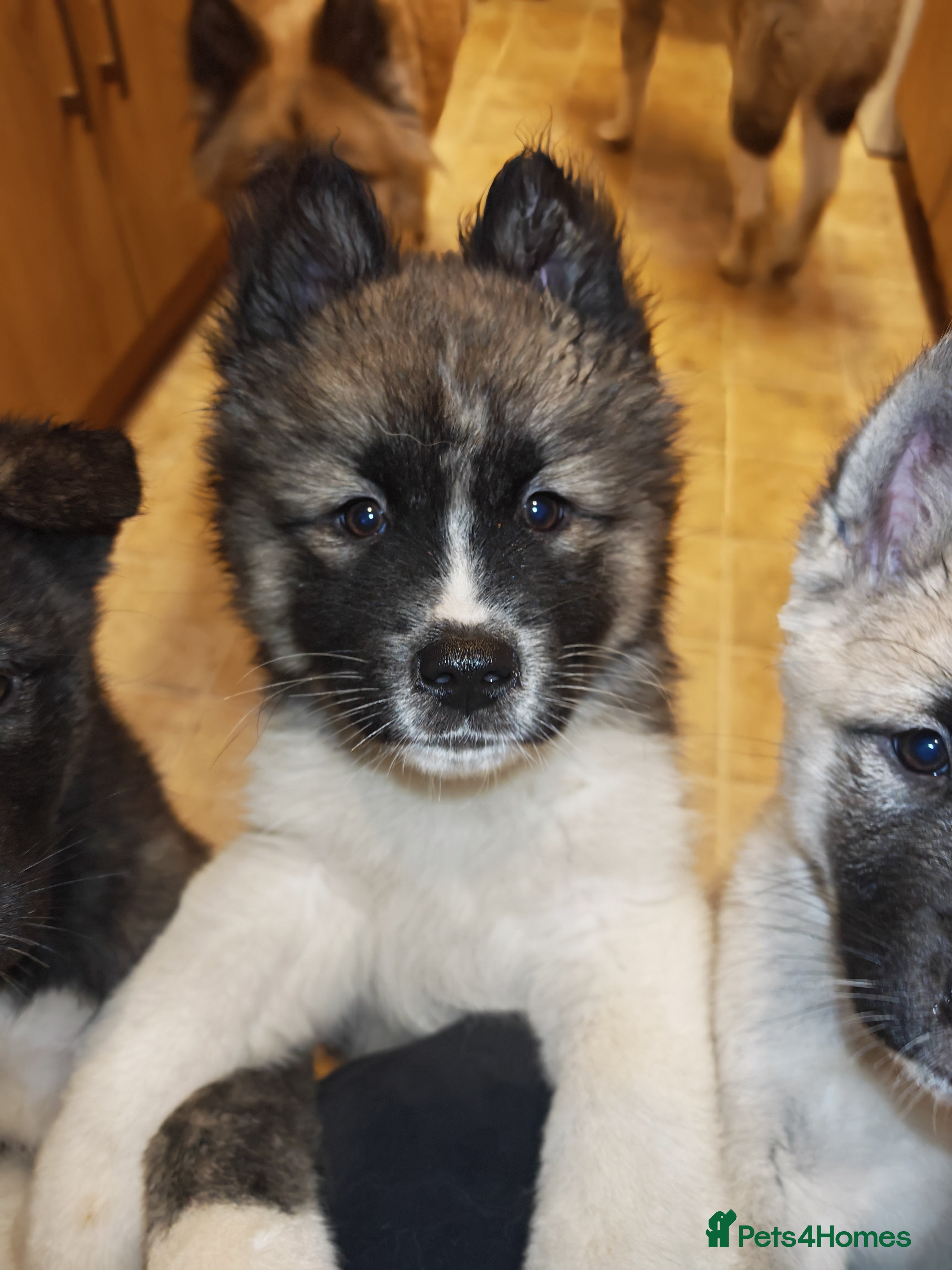 Akita dogs 2 Akita puppys ready to leave now  - Advert 4