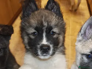 Akita dogs 2 Akita puppys ready to leave now - Advert 4