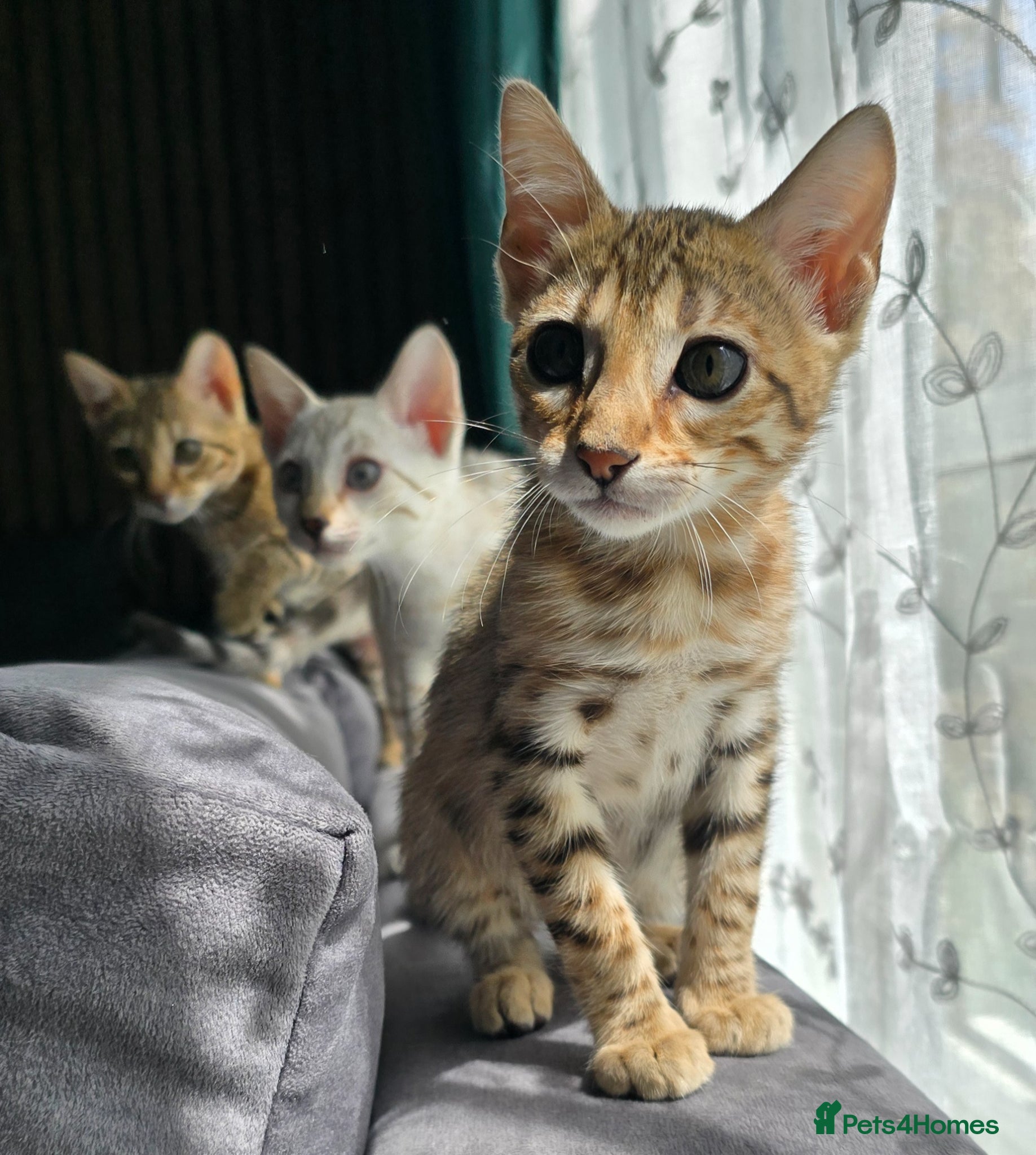 Bengal cats Ready NOW 2 girls and 2 ready from middle May - Advert 4