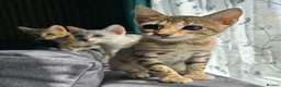 Bengal cats for sale: Ready NOW last 2 girls - Advert 9