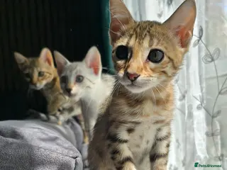 Bengal cats Ready NOW 2 girls and 2 ready from middle May - Advert 4