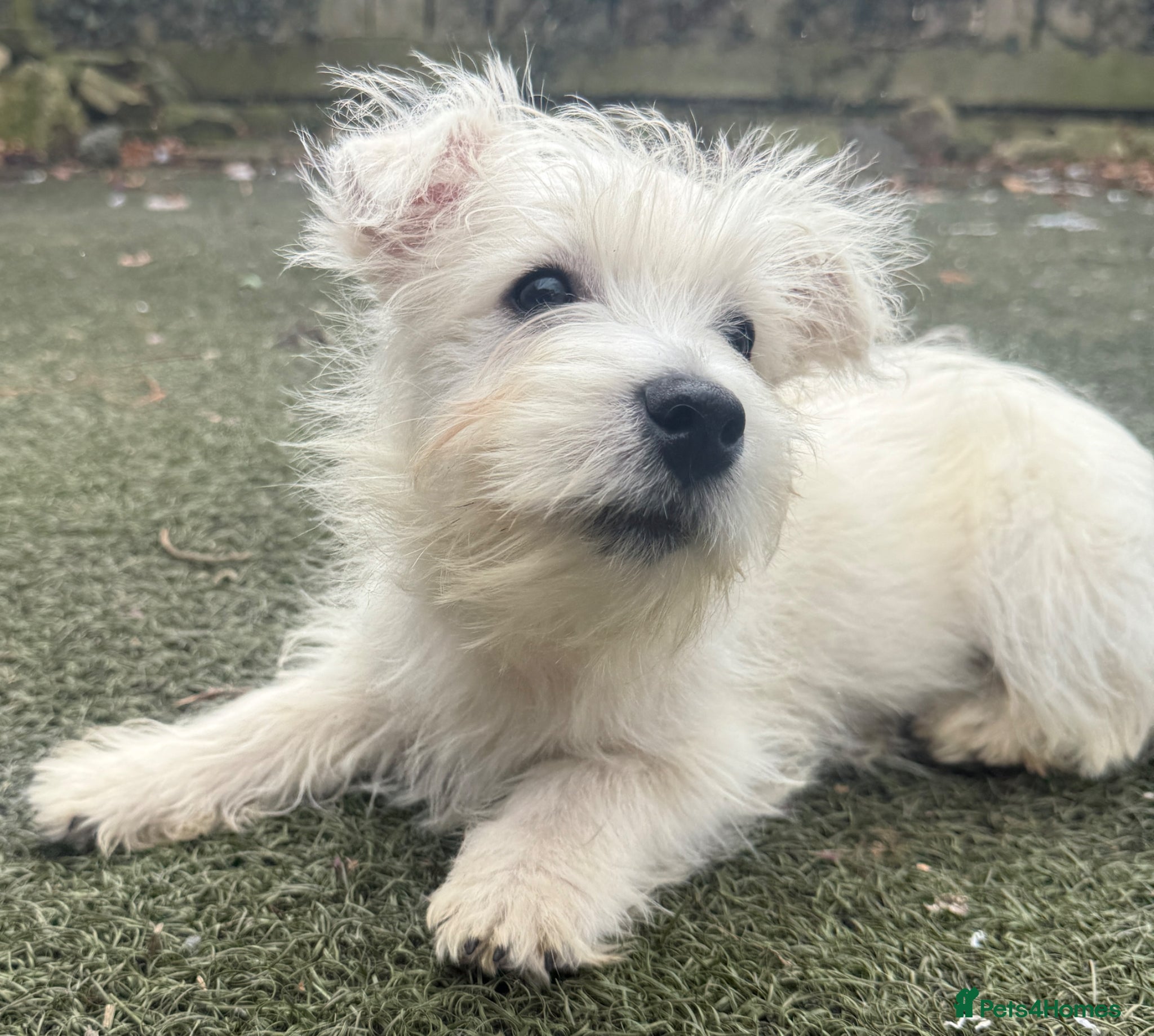 West Highland Terrier dogs KC Registered Westie Puppies - Advert 2
