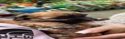 Yochon dogs for sale: Beautiful puppies looking for loving homes - Advert 9
