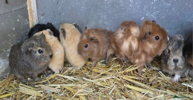 Guinea Pig rodents - Advert 1