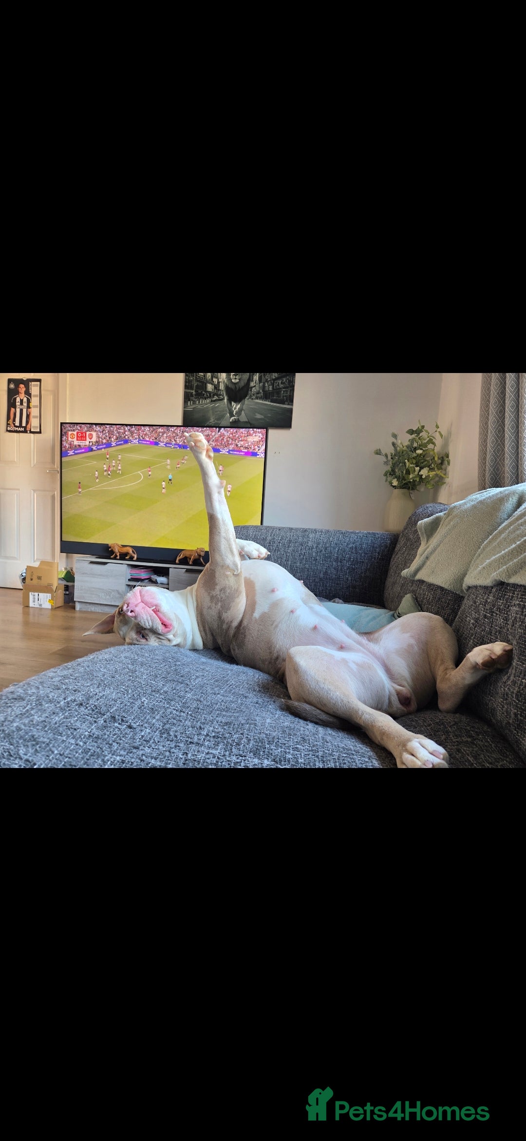 Mixed Breed dogs for sale: Gorgeous tink  - Advert 3