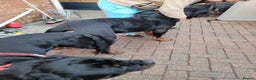 Rottweiler dogs for sale: Giant rottweiler pups,bred 4 size/health/temprment - Advert 13