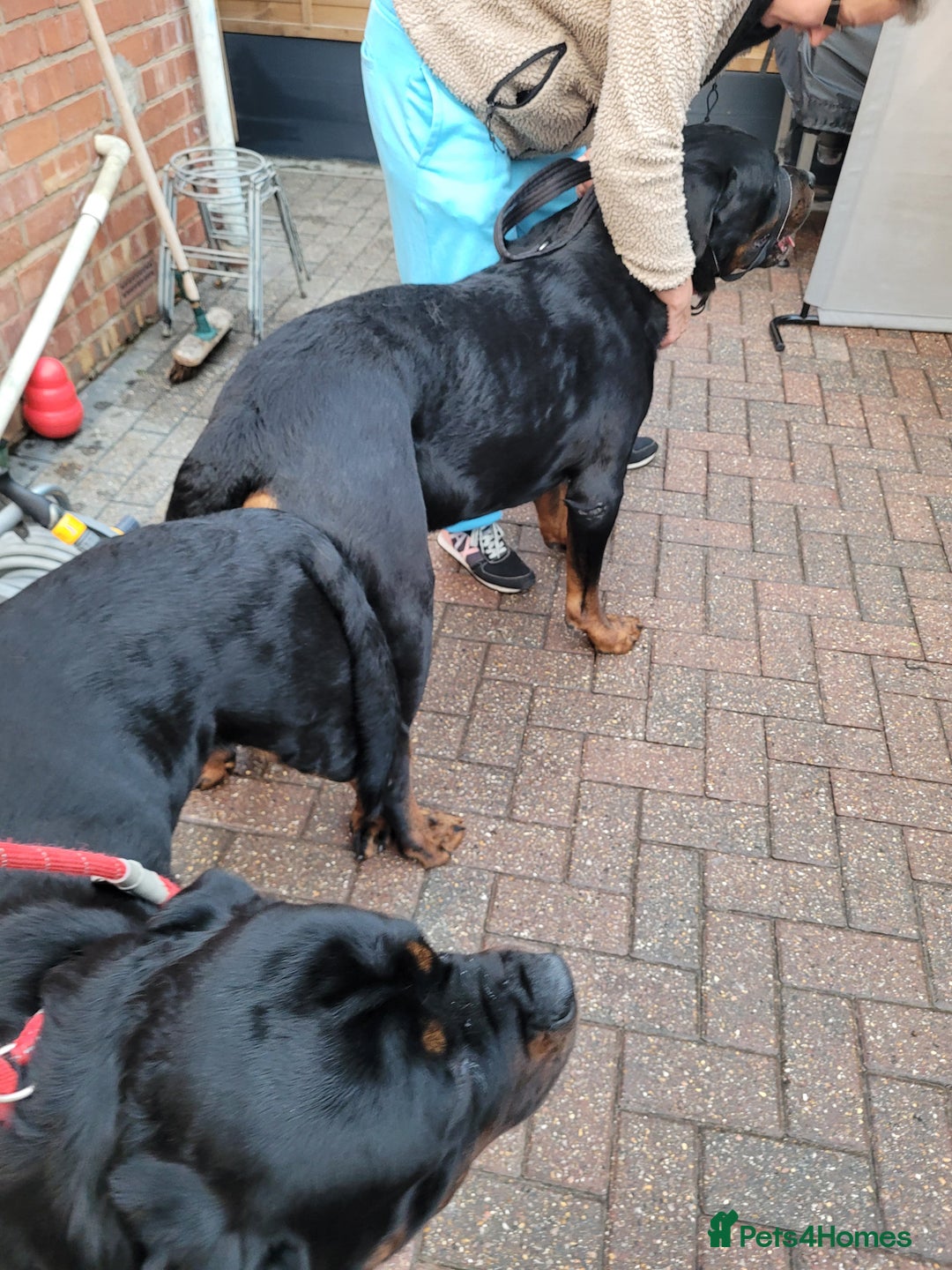 Rottweiler dogs for sale: Giant rottweiler pups,bred 4 size/health/temprment - Advert 13